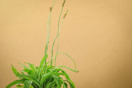 Plantain: The Little Big Weed Image
